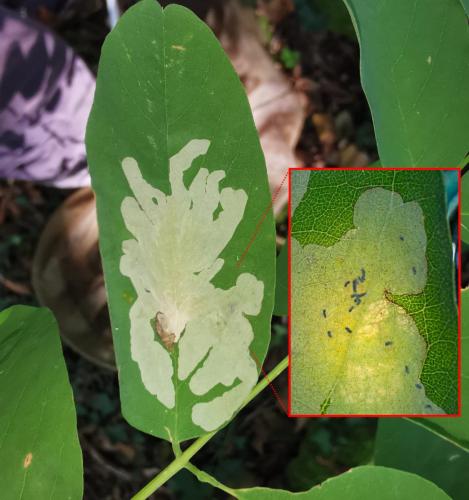 Réf. 350 011 : Parectopa robiniella